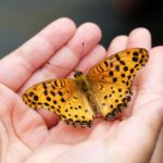 butterfly-in-hands