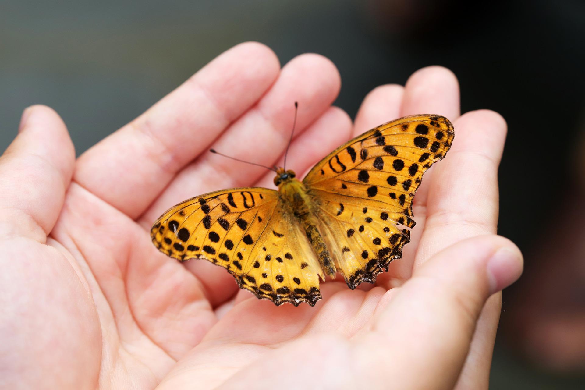 butterfly-in-hands